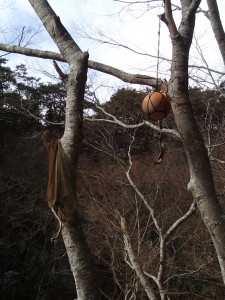 木の枝に引っかかっている浮き