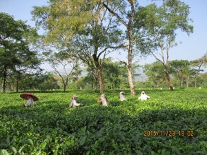 紅茶畑の茶摘み 